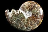 Polished, Agatized Ammonite (Cleoniceras) - Madagascar #83057-1